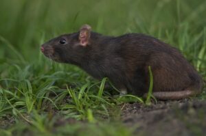 Read more about the article De zwarte rat